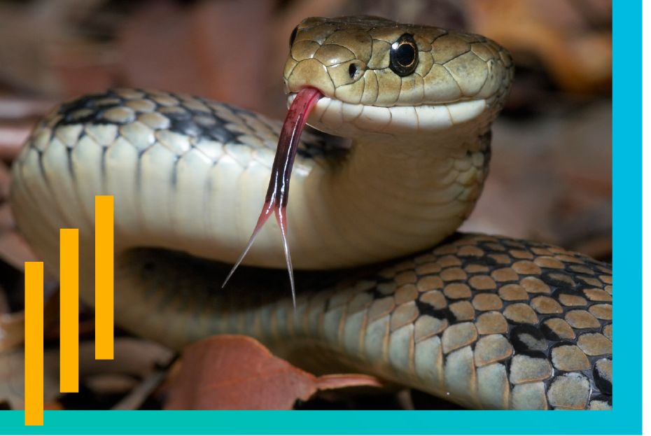 In Bulgaria the snake king comes out of the ground on labor day. 